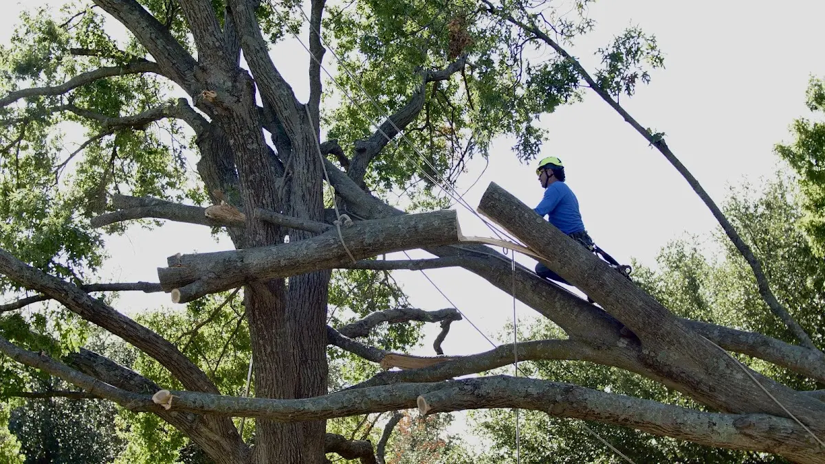 Professional Hazardous Tree Removal performed by certified arborists in Burlingham