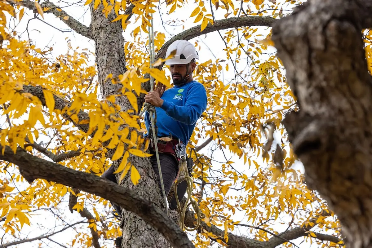Skilled Storm Damage Cleanup crew working in Burlingham