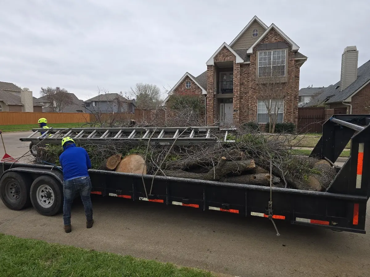 Expert Tree Removal with proper safety equipment in Burlingham